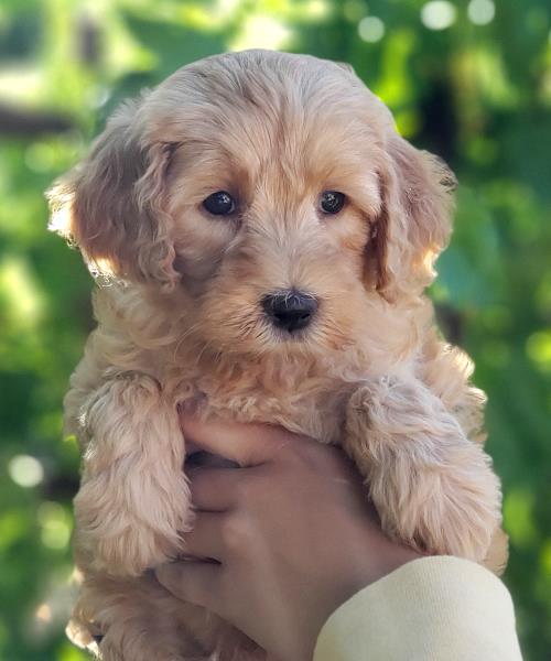 Duke